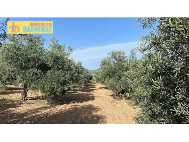 Finca Olivar Intensivo 24 5 Has 40 F Alta Produccion