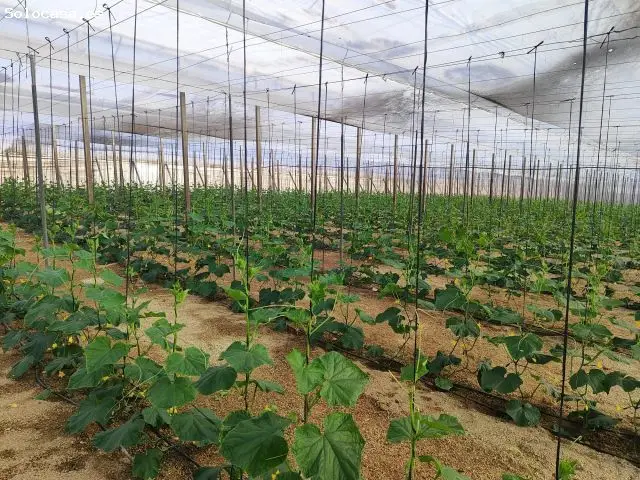 Finca Agricola en Nijar 24000m2 Invernaderos Nave 300m2
