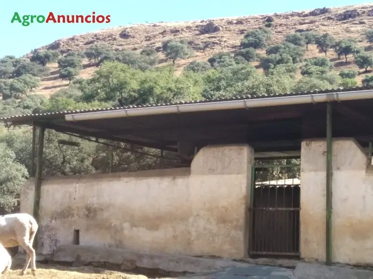 Venta  de Finca ganadera en Sevilla