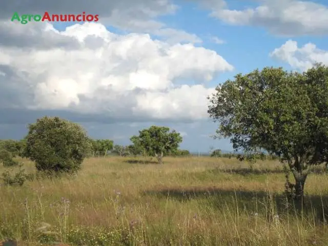 Venta  de Finca ganadera muy buen suelo y mucha agua en Cáceres