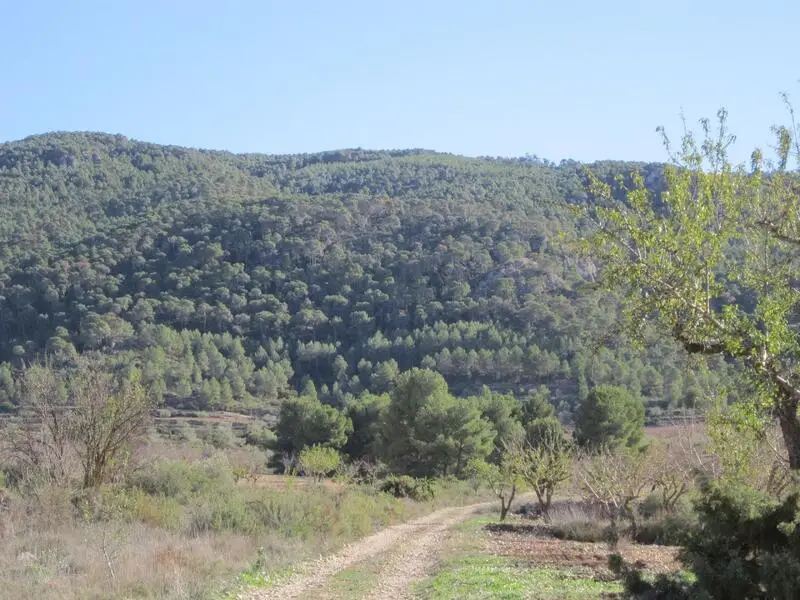 Terreno en Venta Yecla Murcia 20054m2 Almendros Olivos