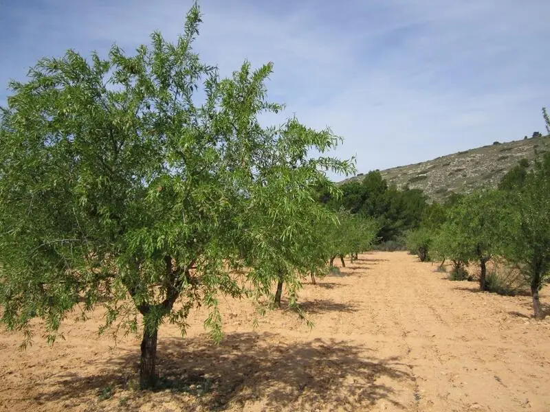 Parcela con Almendros en Yecla Murcia