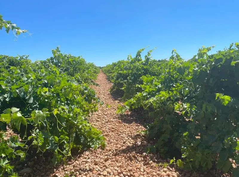 Venta Finca Rustica 146 Has Ciudad Real Viñas Pistachos