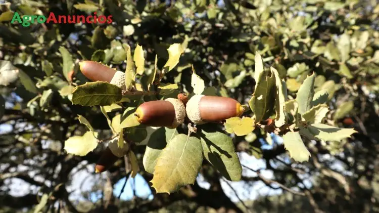 Alquiler  de Finca para montanera en Sevilla