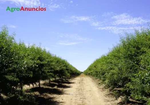 Venta  de Finca de almendros lauranne en Sevilla