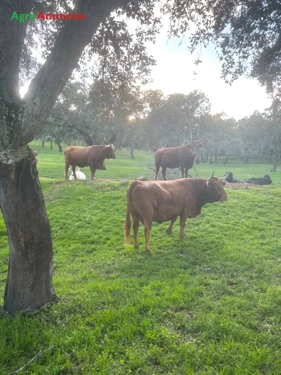 Demanda  de Finca ganadera en Huelva