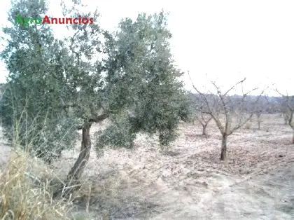 Venta  de Finca con olivos y almendros en Toledo