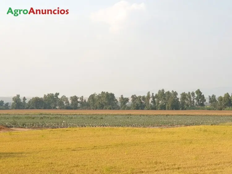 Venta  de Finca de tierra de vega de regadío en Cáceres