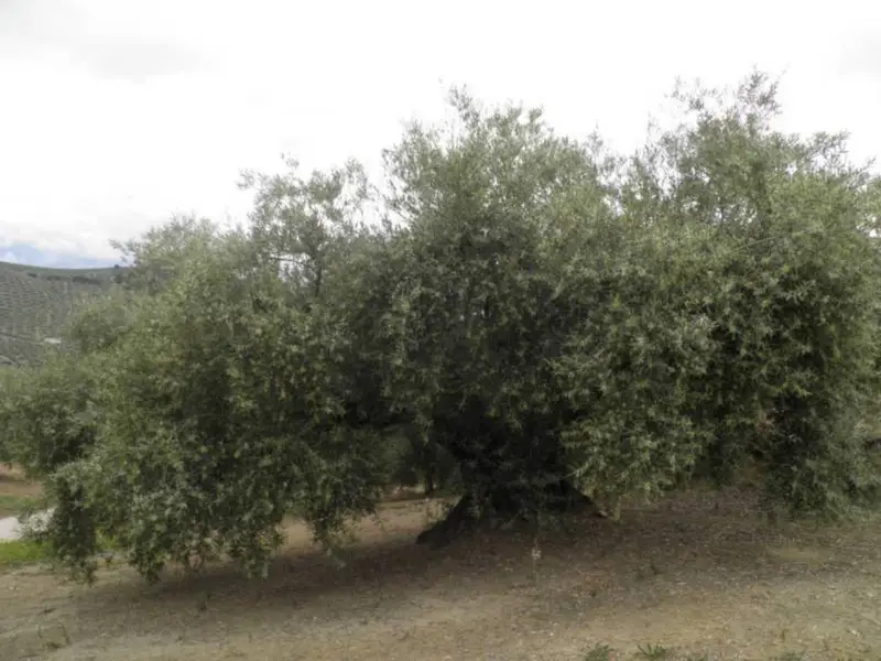 Venta Finca Olivar Zagra Granada 210 Olivos