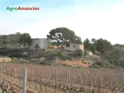 Venta  de Finca de regadio con viñas y olivos en Tarragona