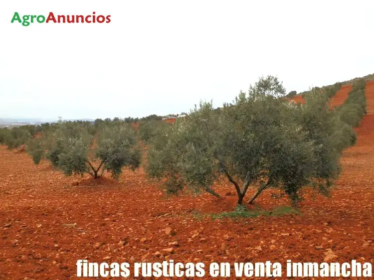 Venta  de Finca de olivos con nave y pozo en Ciudad Real