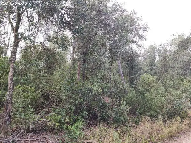 Terreno Rustico En Venta Saus Girona 23000m2