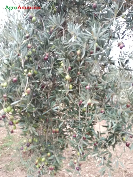 Venta  de Finca de olivos de regadio en Granada