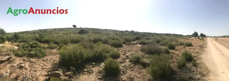 Alquiler  de Finca de caza menor en Albacete