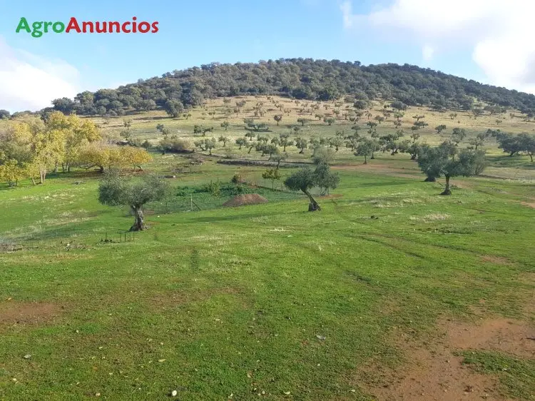 Venta  de Finca de olivos con vivienda nueva en Córdoba