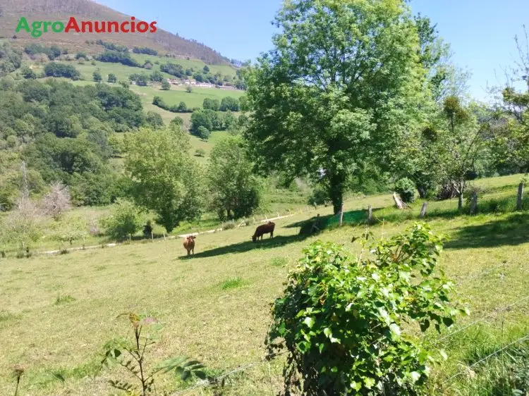 Venta  de Finca edificable en Asturias