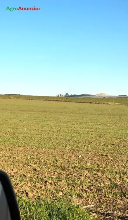 Alquiler  de Finca de regadío en Toledo