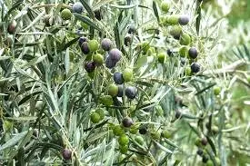 Demanda  de Fincas de olivar en Córdoba