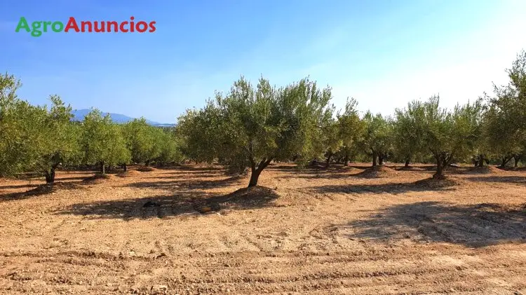 Venta  de Finca de olivos con riego por goteo en Castellón