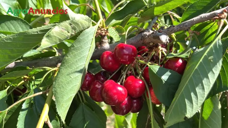 Venta  de Finca de cerezos de alta montaña en Zaragoza