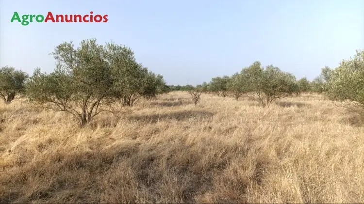 Venta  de Finca de recreo en Badajoz