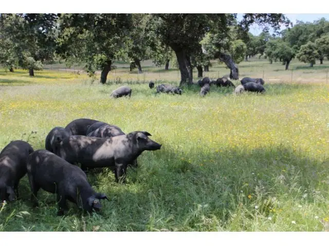 Finca Rustica 280 Ha Dehesa Sierra Aracena