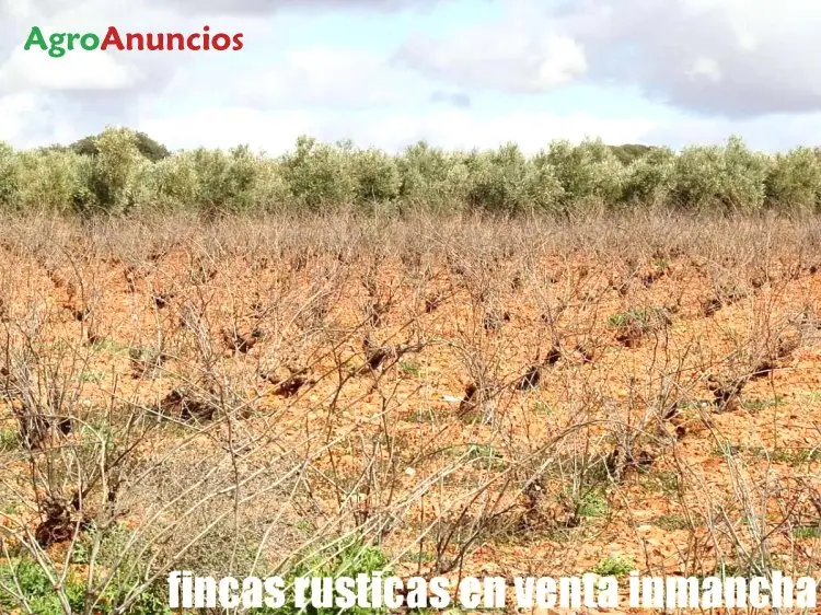 Venta  de Finca con viña en vaso de regadío en Ciudad Real