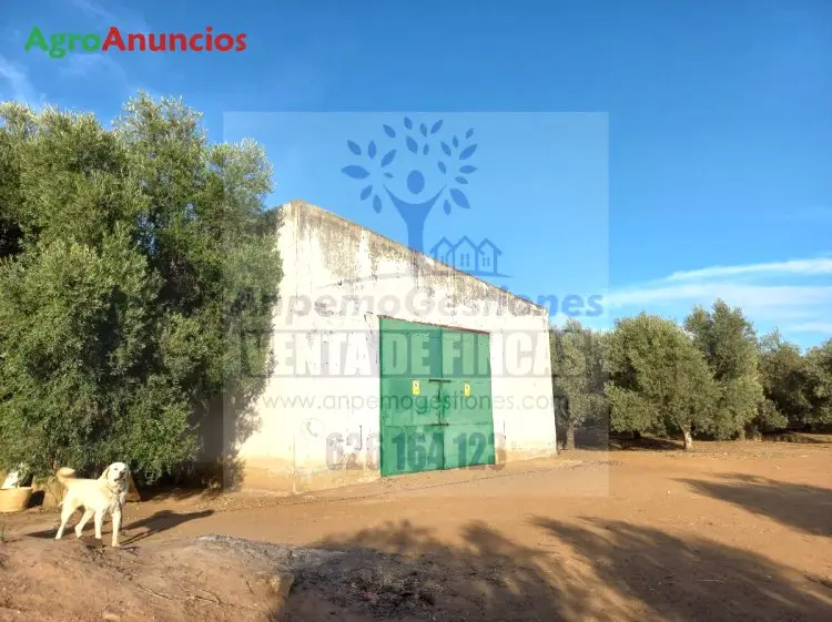 Venta  de Finca olivar riego picual y arbequino en Córdoba