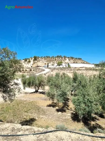 Venta  de Finca de regadío en Granada