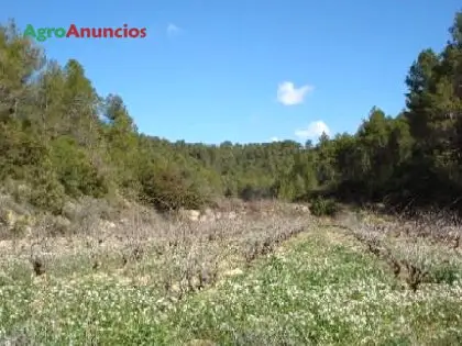 Venta  de Terreno con viñedos y almendros en Tarragona