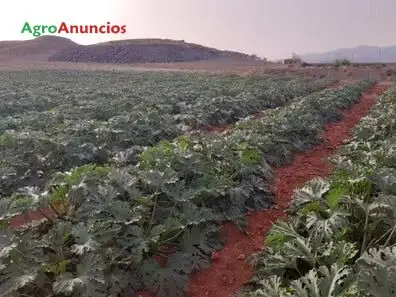 Venta  de Finca agrícola de regadío para hortícolas e invernaderos en Almería