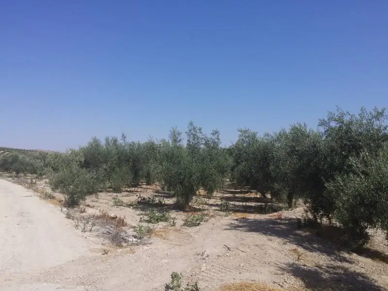 Venta Finca Regadío Baena Olivos 15000m2