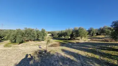 Finca Rustica en Pago La Rojana 6122m2