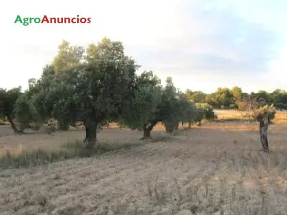 Venta  de Terreno de almendros y pinos madereros en Tarragona