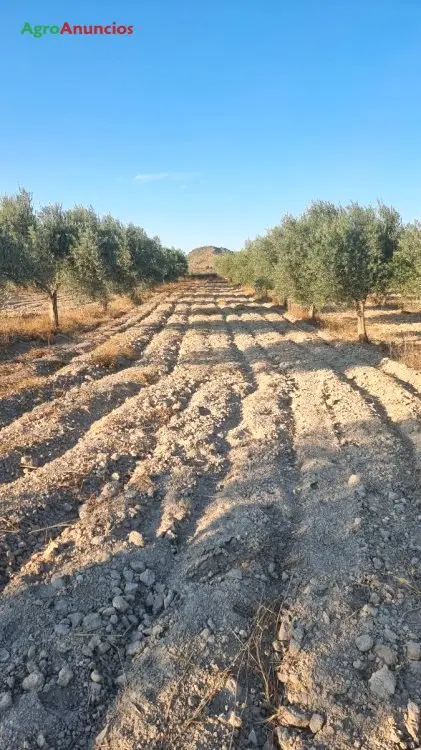 Venta  de Finca de olivos con riego por goteo en Albacete