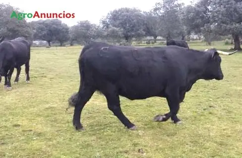 Demanda  de Finca ganadera en Cáceres