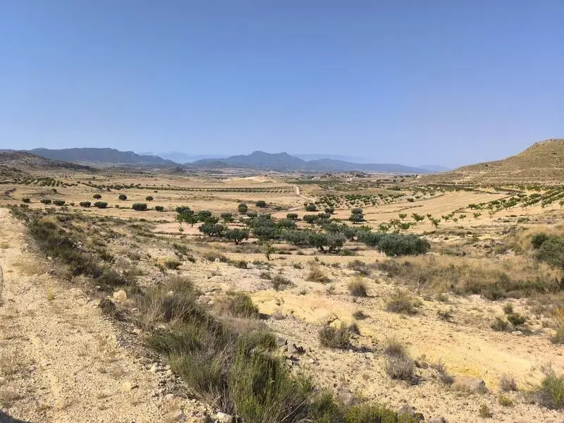 Terreno en Venta Jumilla Murcia Gran Oportunidad