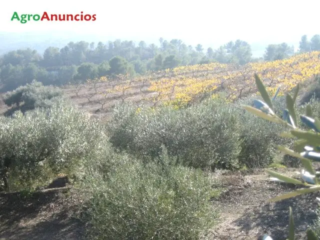 Venta  de Finca de regadío en Tarragona