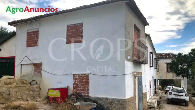 Venta  de Finca de olivar riego por goteo en Jaén