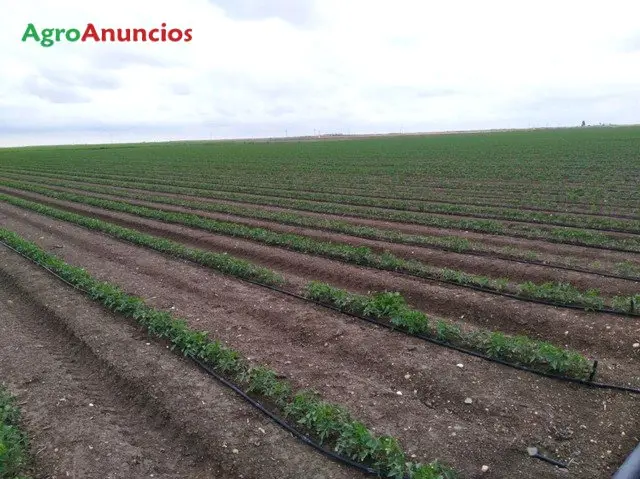 Venta  de Finca de regadío nivelada en Sevilla