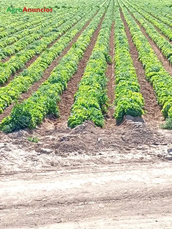 Finca de Regadio en Alicante: Cultivo de Hortalizas