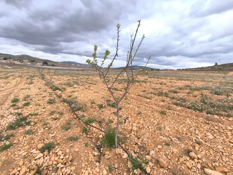 Almendro en Venta Raspay Murcia 17500m2 Inversión Agricola