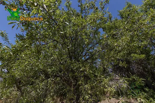 Finca Rustica en Granada con Arboles Frutales