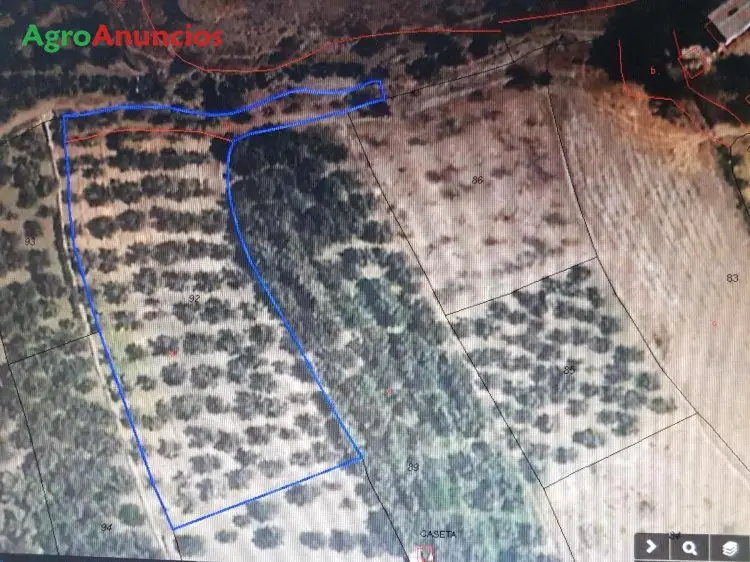 Venta  de Casa y finca de olivos en Almería