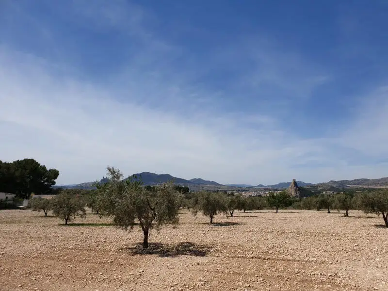 Terrenos en Venta Sax con Vistas al Castillo