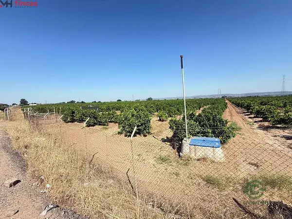 Finca Citricola 137 Ha Alta Rentabilidad Cantillana Sevilla