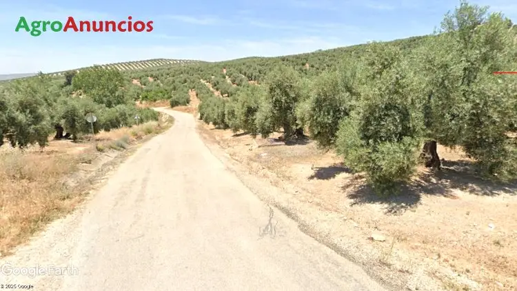 Venta Finca Olivar Jaen Villacarrillo 375 ha