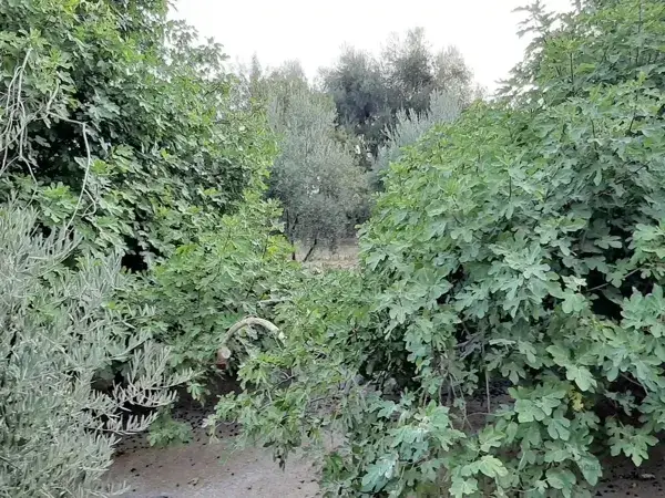 Huerta El Reventon Jaen Iruela Olivar Arboles Frutales Vivienda Piscina