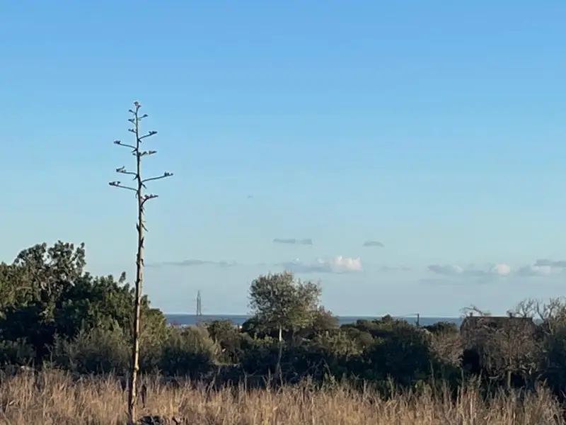Finca Rústica con Vistas al Mar en Santanyí Mallorca
