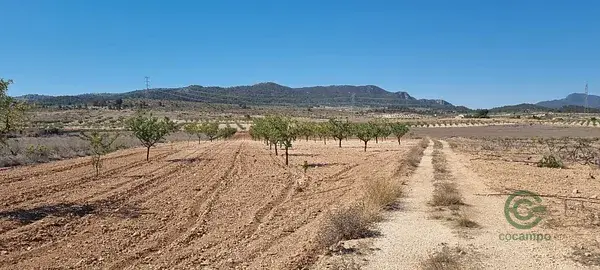 Terreno en venta Murcia Jumilla 113ha Vistas Panoramicas